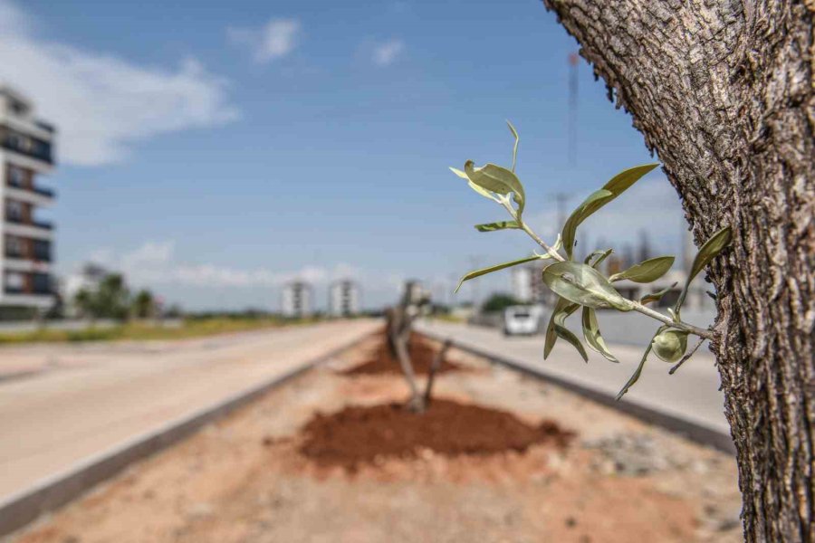 Kepez Kocaman Bir Zeytin Bahçesi Oluyor