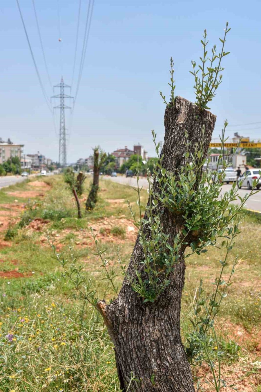 Kepez Kocaman Bir Zeytin Bahçesi Oluyor