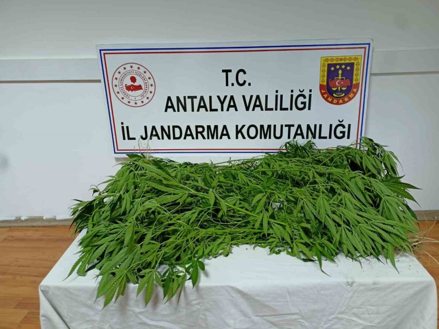 Jandarma Uyuşturucu Tacirlerine Göz Açtırmıyor