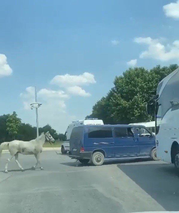 Minibüsün Arkasına At Bağlayan Sürücü Hakkında Gözaltı Kararı Çıkartıldı