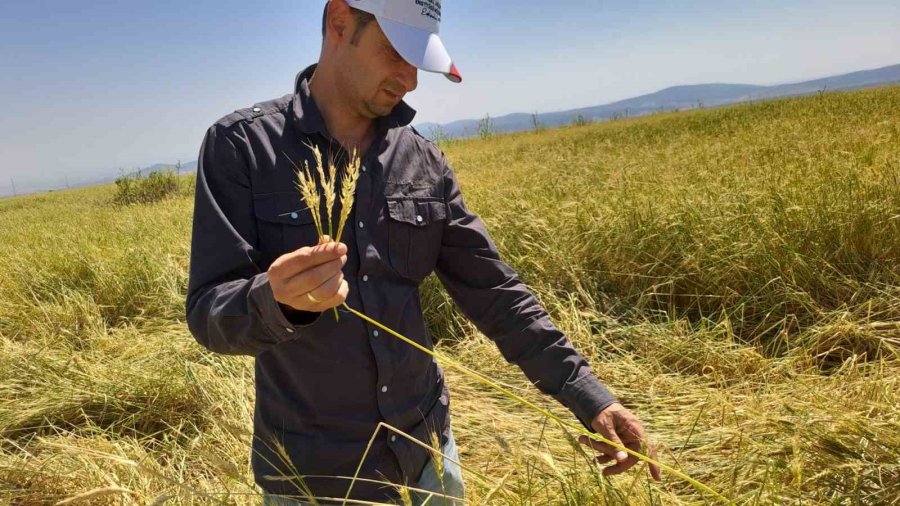 Dolu 25 Bin Dekar Hububatı Hasat Edilmeyecek Düzeye Getirdi