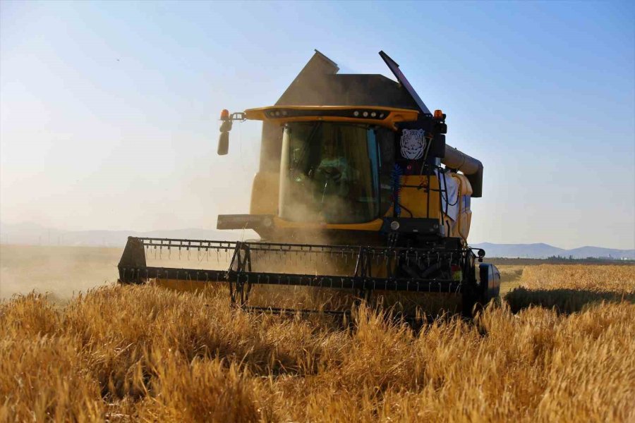 Tahıl Ambarı Konya Ovasında Arpa Hasadı Başladı