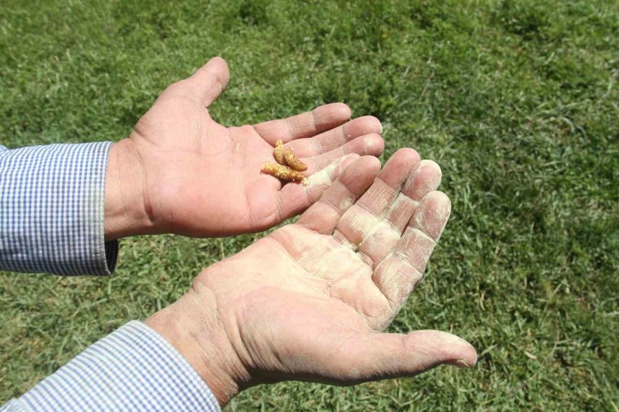 Yaylaları Çam Ağacı Poleni Sardı