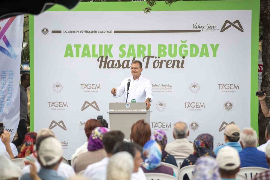 Silifke’de Atalık Sarı Buğday Hasadı Yapıldı