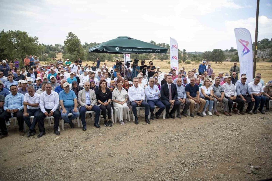 Silifke’de Atalık Sarı Buğday Hasadı Yapıldı