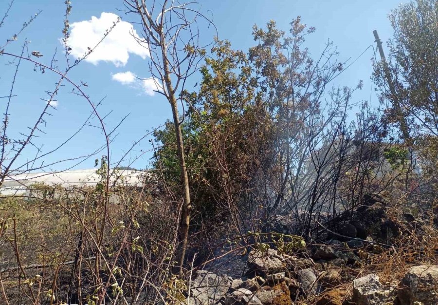 Alanya’da, Bahçe Yangınında Meyve Ağaçları Ve Sulama Sistemi Zarar Gördü