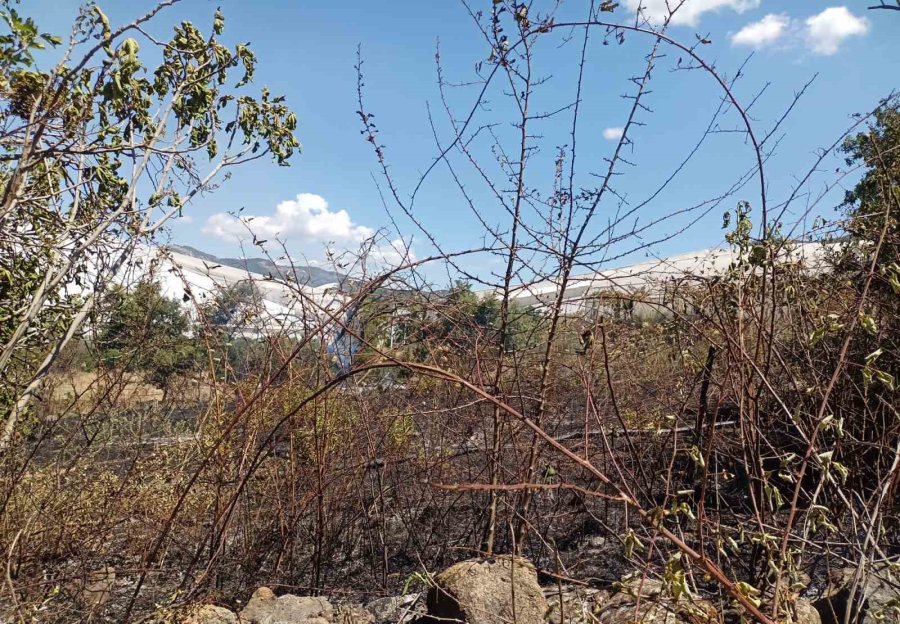 Alanya’da, Bahçe Yangınında Meyve Ağaçları Ve Sulama Sistemi Zarar Gördü