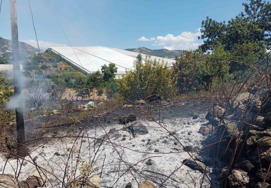 Alanya’da, Bahçe Yangınında Meyve Ağaçları Ve Sulama Sistemi Zarar Gördü