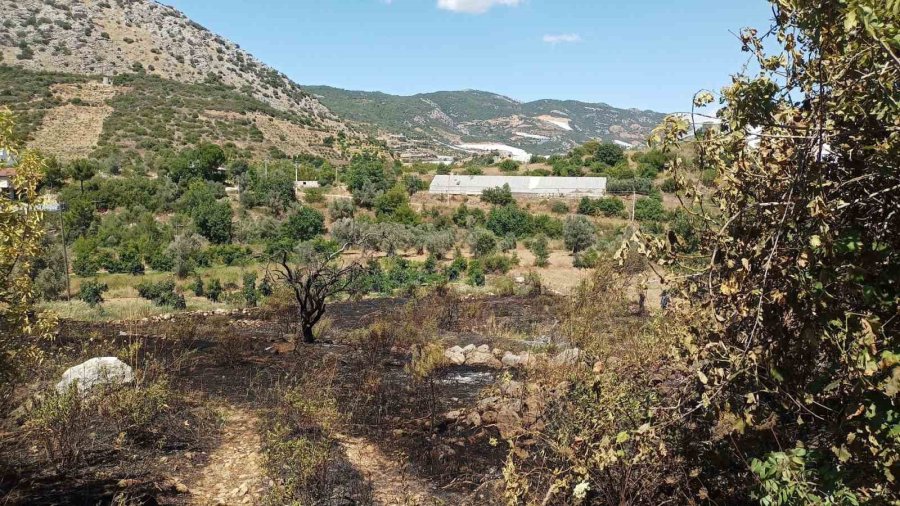 Alanya’da, Bahçe Yangınında Meyve Ağaçları Ve Sulama Sistemi Zarar Gördü