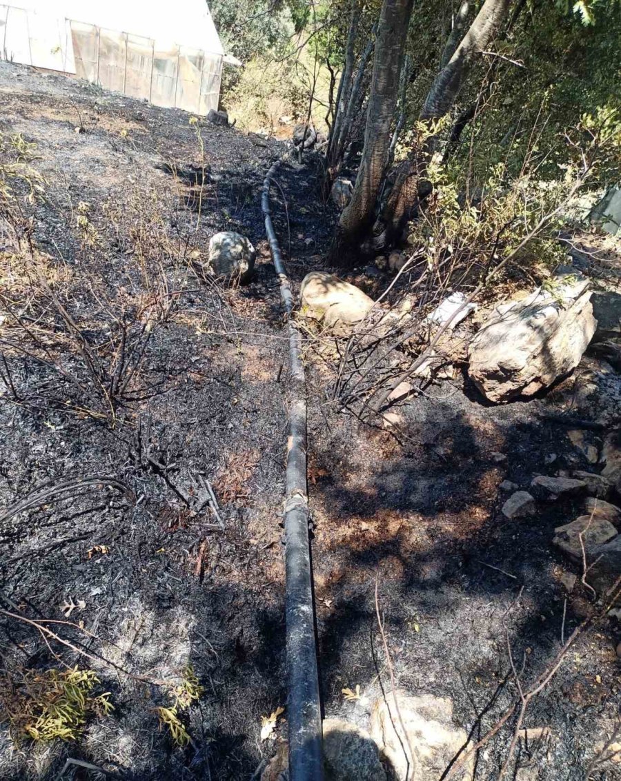 Alanya’da, Bahçe Yangınında Meyve Ağaçları Ve Sulama Sistemi Zarar Gördü