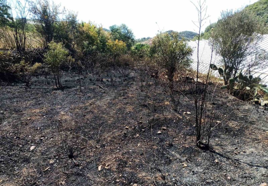 Alanya’da, Bahçe Yangınında Meyve Ağaçları Ve Sulama Sistemi Zarar Gördü