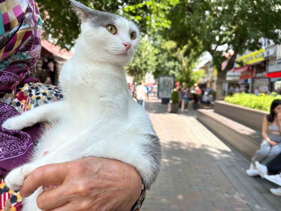 Sahibinin Kucağında Eskişehir’i Gezen Boncuk İlgi Odağı