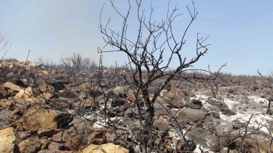 Mersin’de Makilik Alanda Çıkan Yangında 30 Dönüm Alan Zarar Gördü