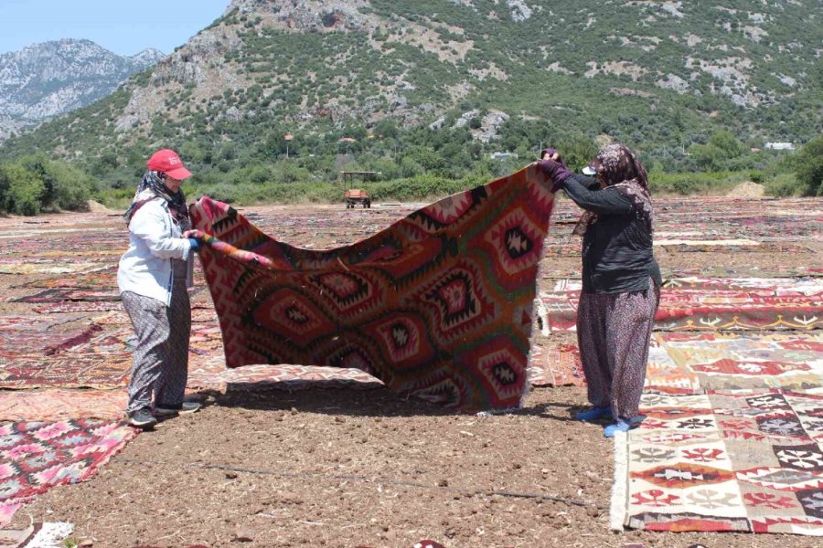 Antalya’nın Buğday Arazileri, Rengarenk Halı Tarlasına Dönüştü