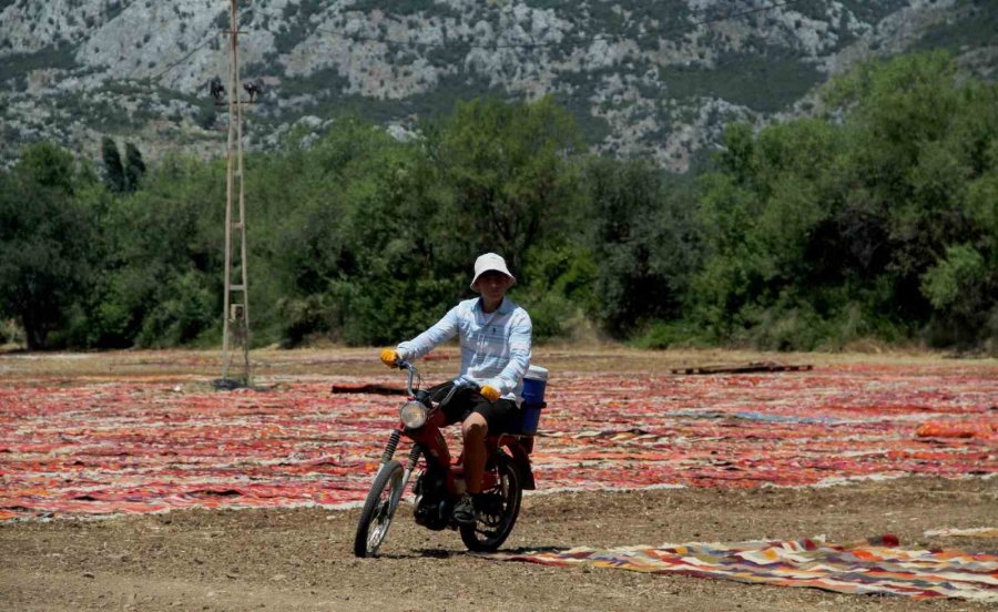 Antalya’nın Buğday Arazileri, Rengarenk Halı Tarlasına Dönüştü