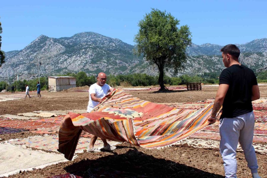 Antalya’nın Buğday Arazileri, Rengarenk Halı Tarlasına Dönüştü