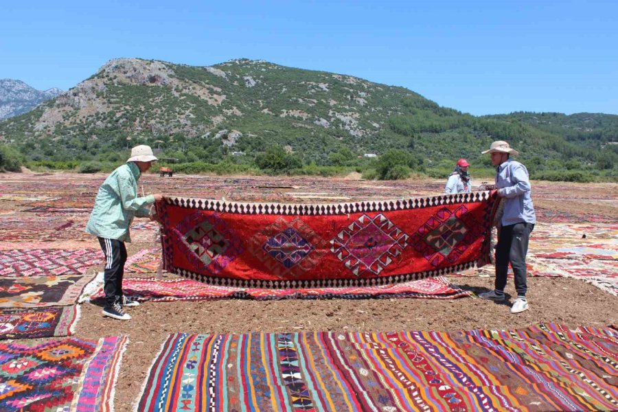 Antalya’nın Buğday Arazileri, Rengarenk Halı Tarlasına Dönüştü