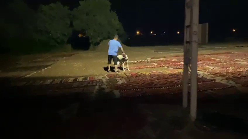 Antalya’nın Buğday Arazileri, Rengarenk Halı Tarlasına Dönüştü