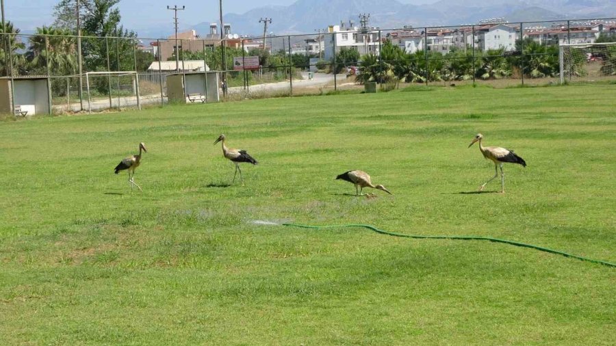 El Nino Sıcaklarının Bunalttığı Leylekler Futbol Sahasında Serinledi