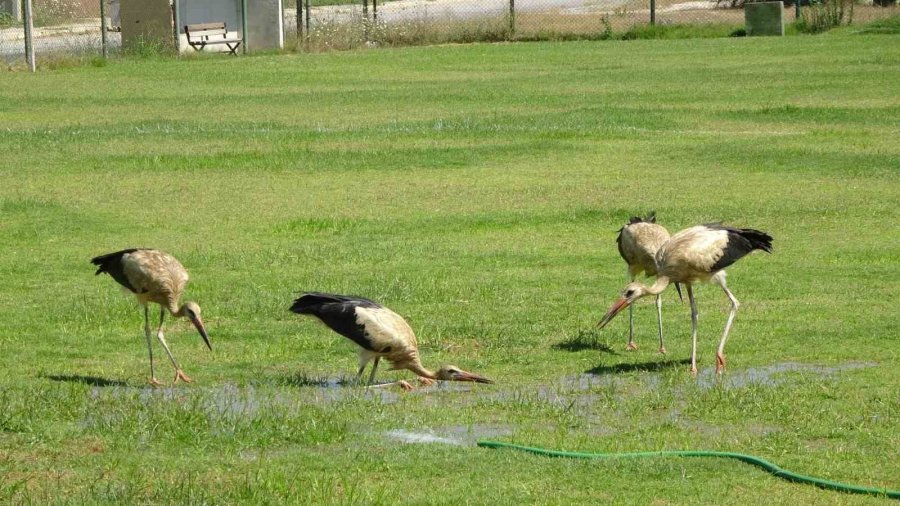 El Nino Sıcaklarının Bunalttığı Leylekler Futbol Sahasında Serinledi