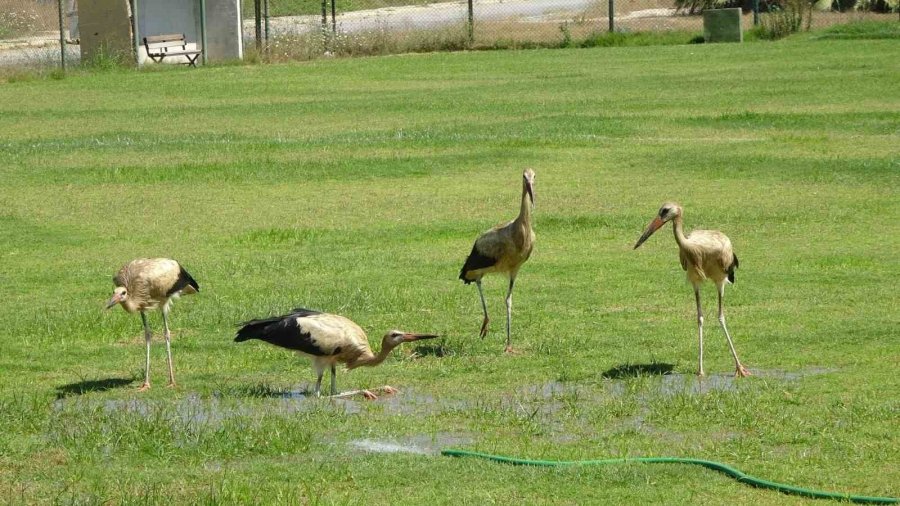 El Nino Sıcaklarının Bunalttığı Leylekler Futbol Sahasında Serinledi