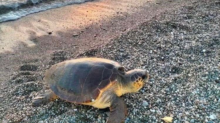 Caretta Carettalar Yumurtlamak İçin Koru Sahiline Geldi