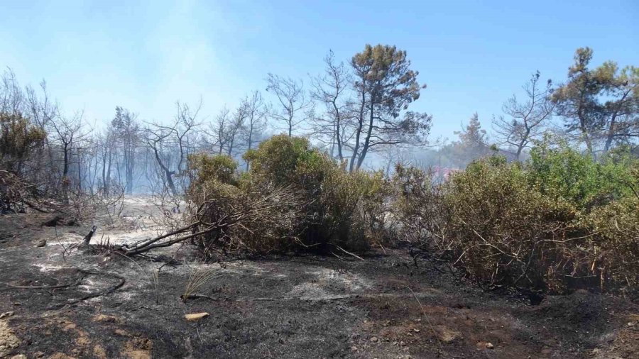 Manavgat’taki Orman Yangınında İhmal İddiası