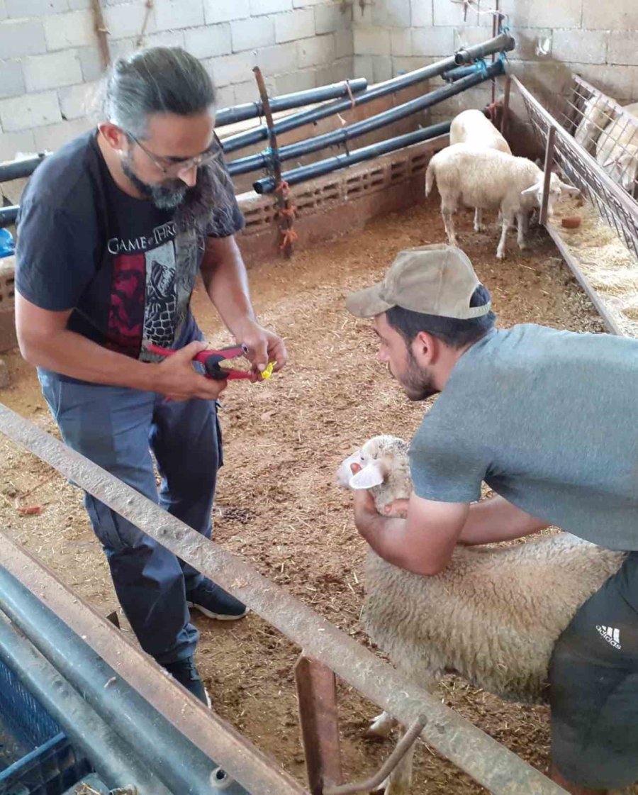 Gazipaşa’da 7 Bin Hayvan Aşılandı