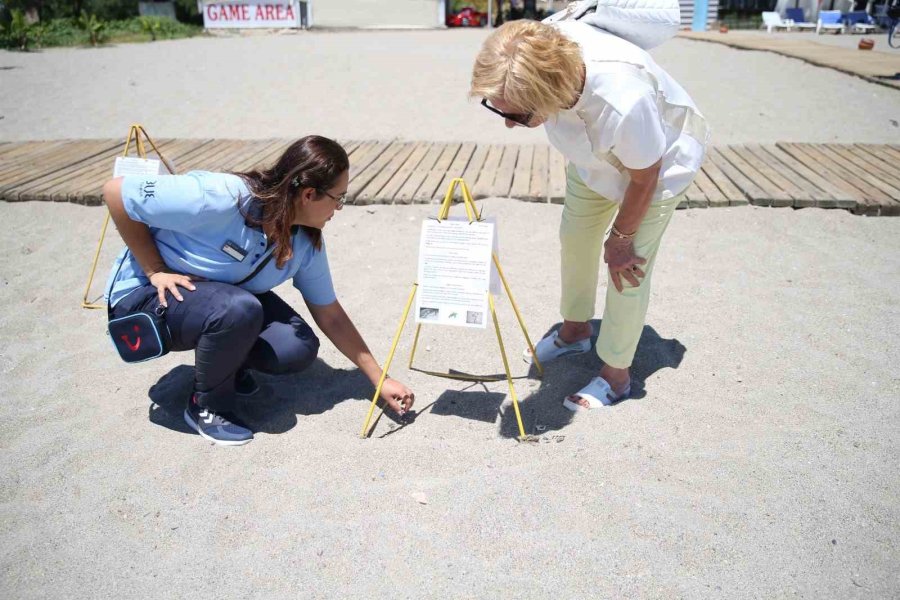 Alanya Plajlarında Caretta Caretta Yumurtaları Otellerin Koruması Altında