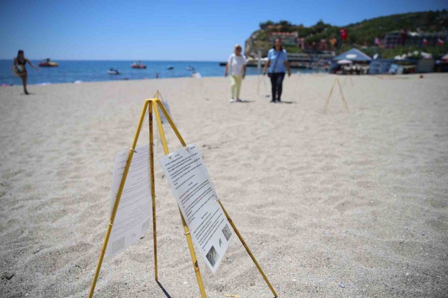 Alanya Plajlarında Caretta Caretta Yumurtaları Otellerin Koruması Altında