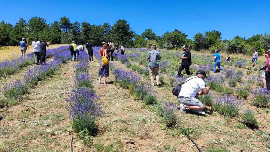 Mihalıççık’taki Lavanta Bahçesine Fotoğrafçı Akını