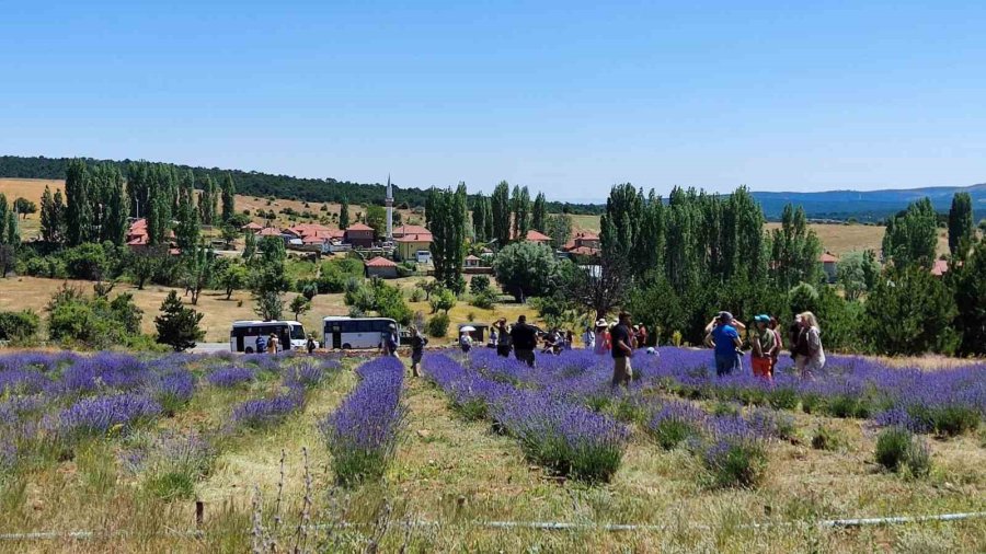 Mihalıççık’taki Lavanta Bahçesine Fotoğrafçı Akını