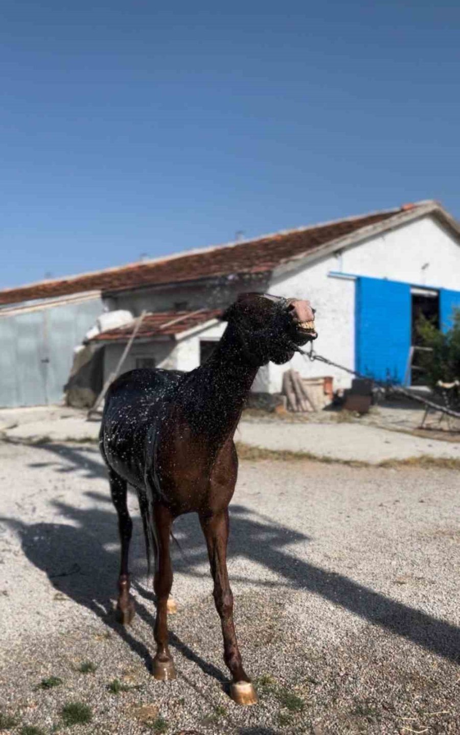 Bahçe Hortumunu Pipet Gibi Kullanarak Su İçen At