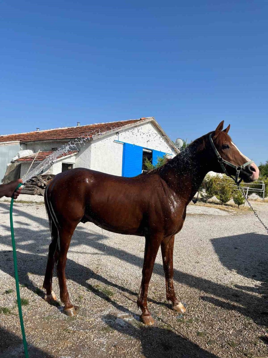 Bahçe Hortumunu Pipet Gibi Kullanarak Su İçen At