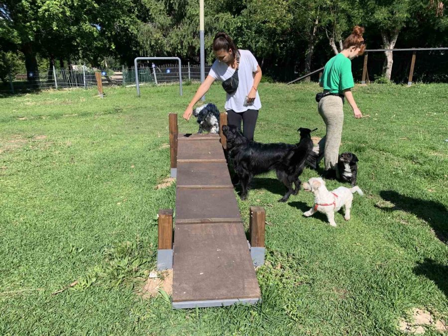 Antalya Büyükşehir Belediyesince Yenilenen Köpek Parkı Hizmete Girdi