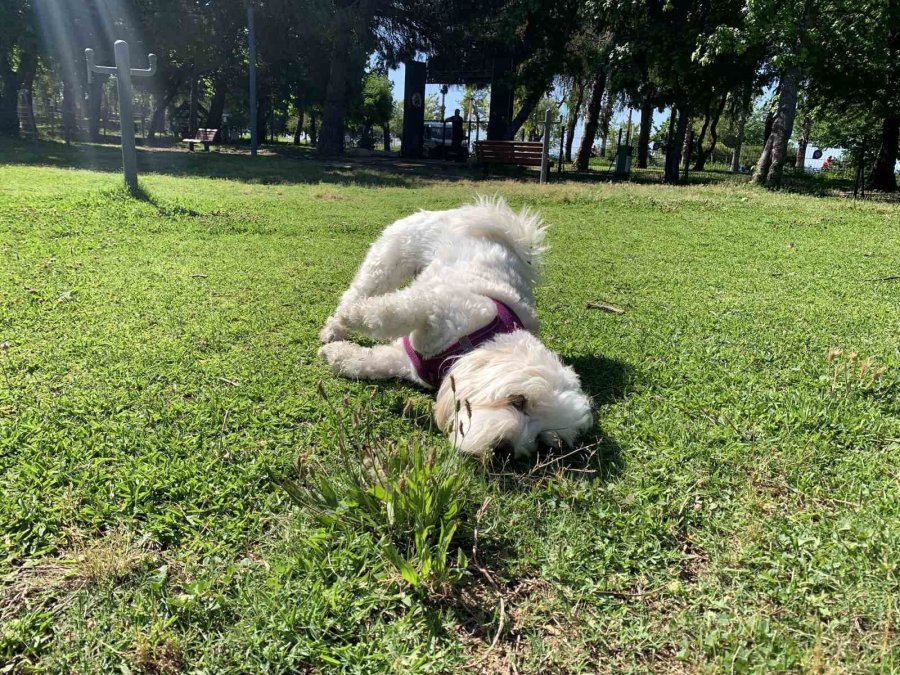 Antalya Büyükşehir Belediyesince Yenilenen Köpek Parkı Hizmete Girdi