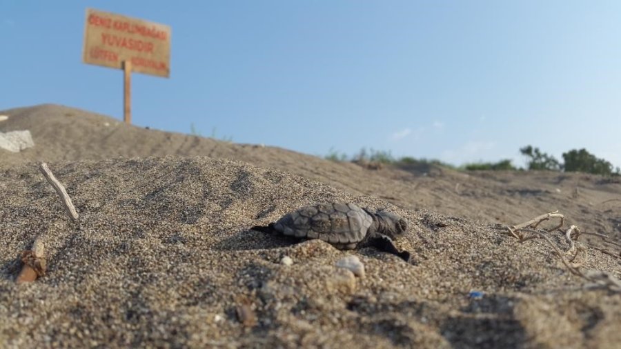 Yavru Kaplumbağalar Denizle Buluşmaya Başladı