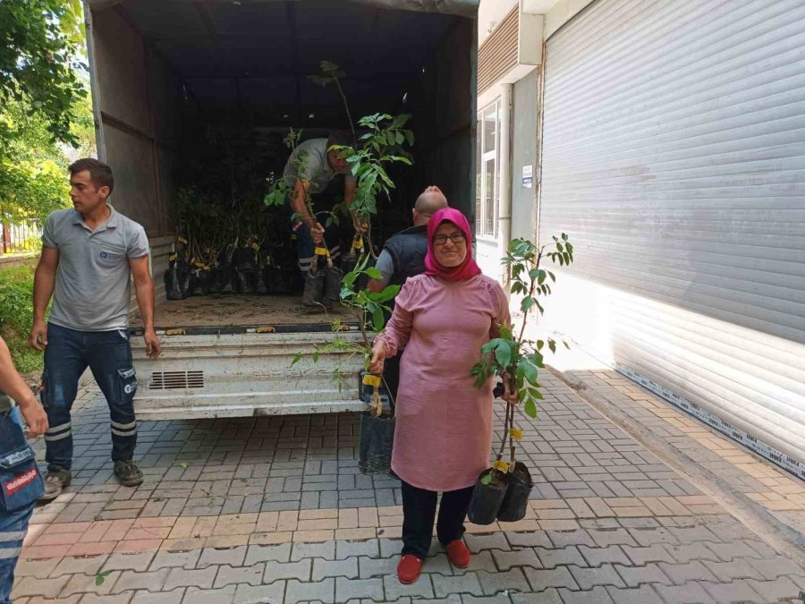 Büyükşehir Belediyesi 10 Bin Adet Ceviz Ve Zeytin Fidanı Hibe Etti