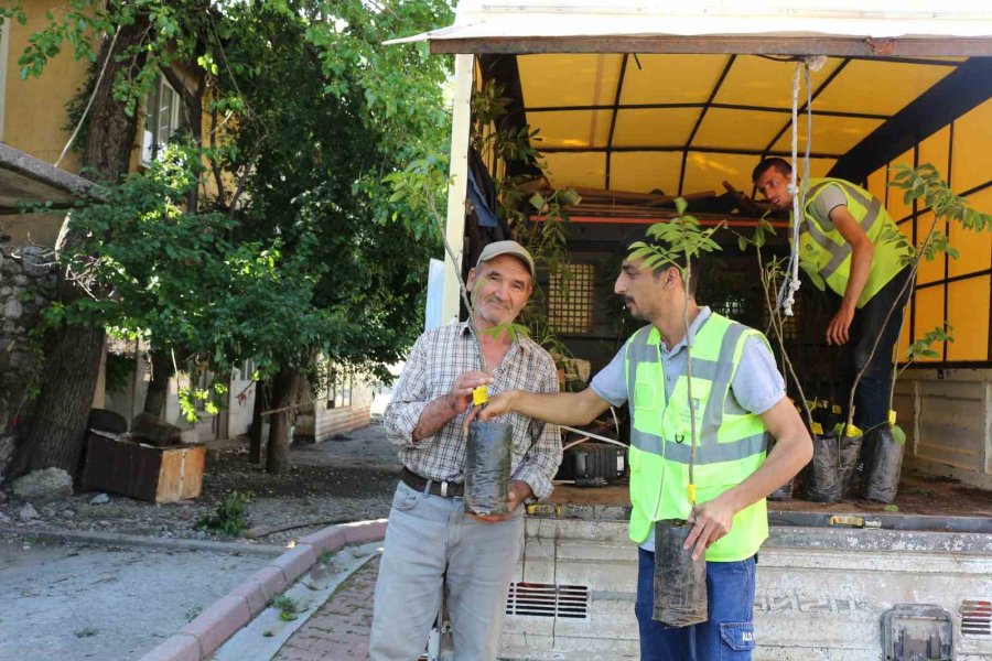 Büyükşehir Belediyesi 10 Bin Adet Ceviz Ve Zeytin Fidanı Hibe Etti