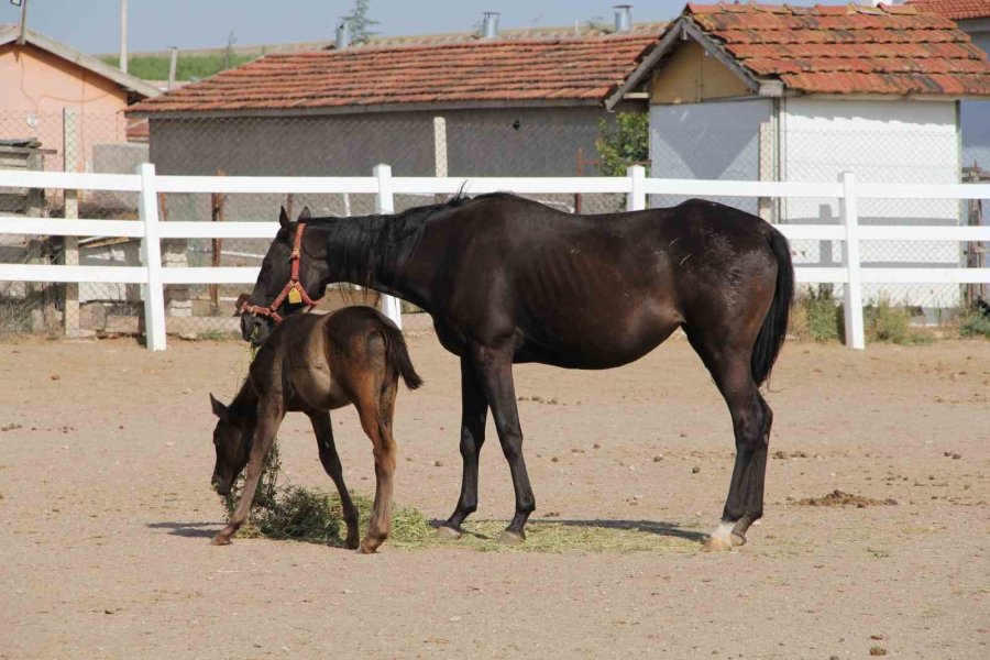 Onlarca Milyonluk Yatırım Göz Göre Göre Çürüyor