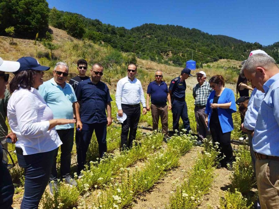 Konyaaltı’nda Kekik Ve Adaçayı Hasatı Başladı