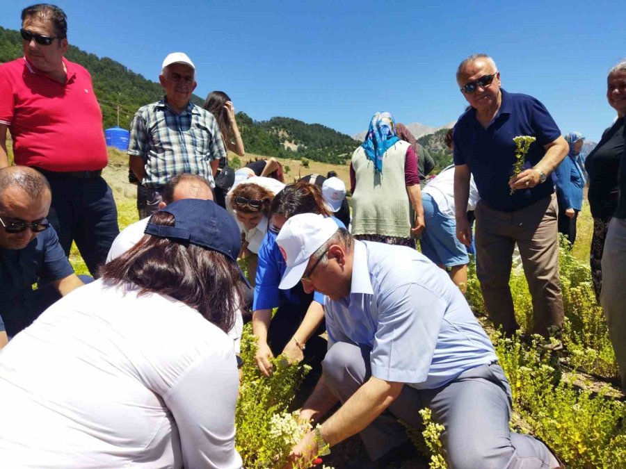 Konyaaltı’nda Kekik Ve Adaçayı Hasatı Başladı