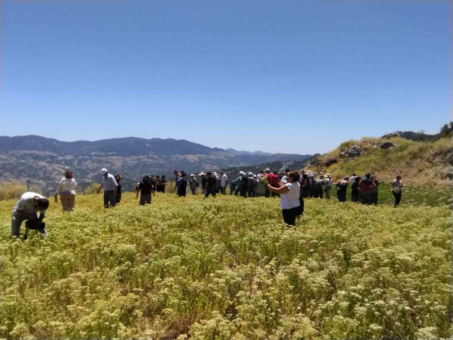 Konyaaltı’nda Kekik Ve Adaçayı Hasatı Başladı