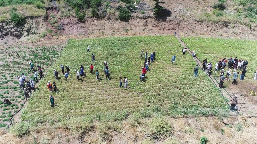 Konyaaltı’nda Kekik Ve Adaçayı Hasatı Başladı