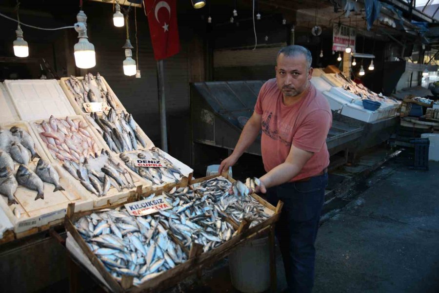 Akdeniz’de Sardalya Alarmı