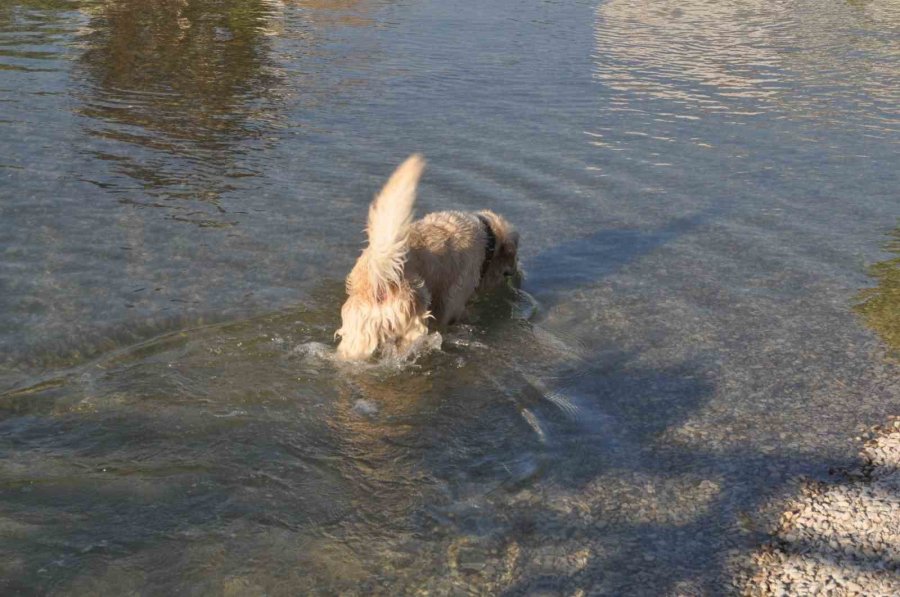 Sıcaktan Bunalan Sevimli Köpek Çözümü Süs Havuzunda Buldu