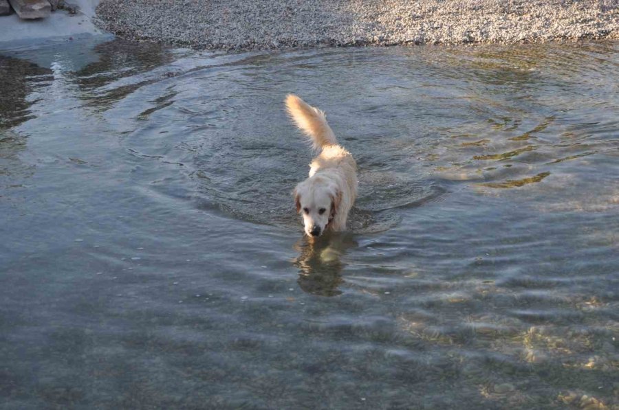 Sıcaktan Bunalan Sevimli Köpek Çözümü Süs Havuzunda Buldu