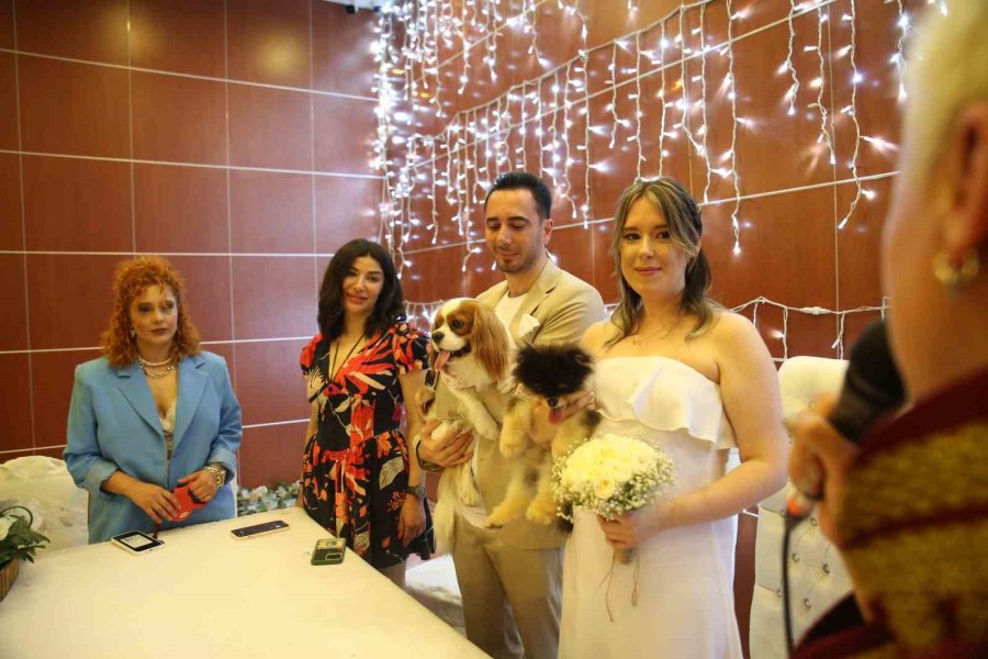 Türk Damat İle Rus Gelinin Tanışmasına Vesile Olan Köpekleri De Nikah Masasında Yer Aldı