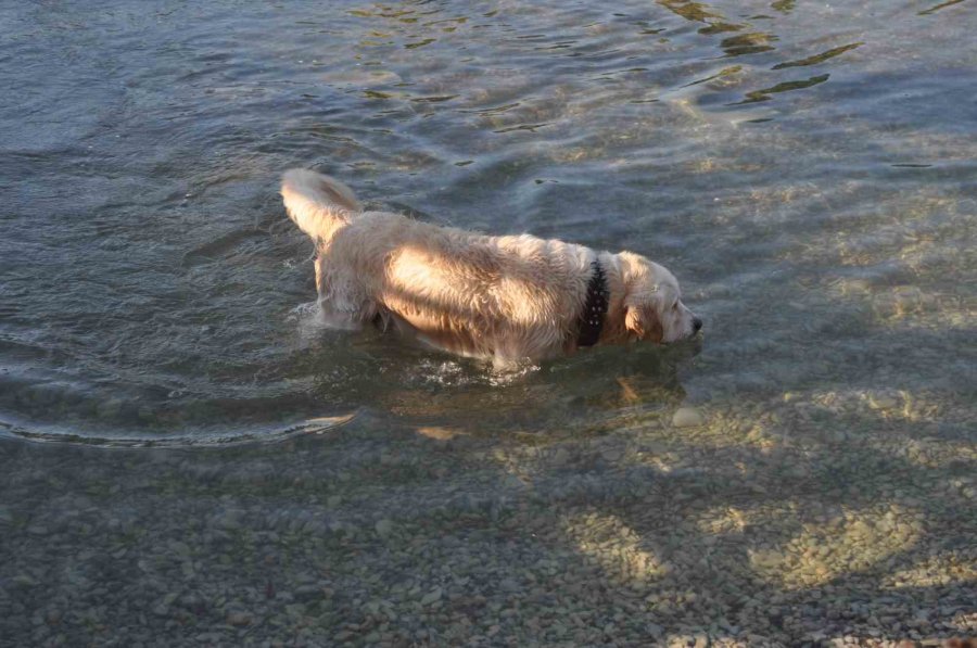 Sıcaktan Bunalan Sevimli Köpek Çözümü Süs Havuzunda Buldu