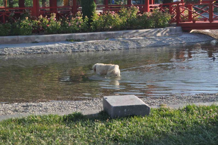 Sıcaktan Bunalan Sevimli Köpek Çözümü Süs Havuzunda Buldu